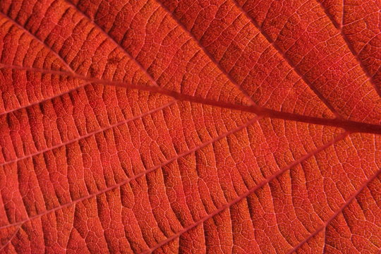 Lighten red leaf with visible structure