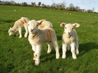 Obraz premium Spring Lambs