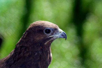 Eagle