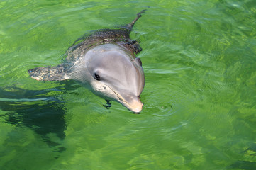 Dolphin