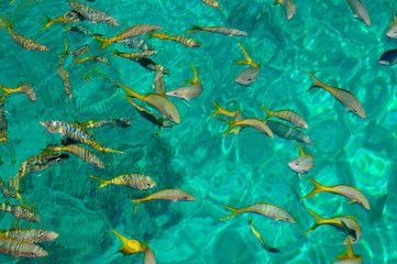 Fototapeta na wymiar Golden fish background