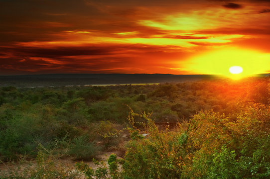 Sunrise in african savanna