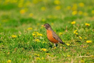 American Robin hunting on a dandelion meadow