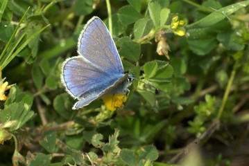 Fototapeta na wymiar Papillon bleu