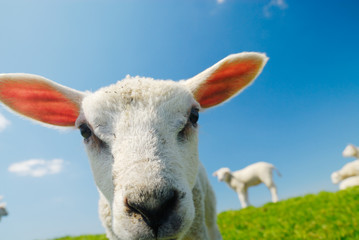 curious lamb in spring