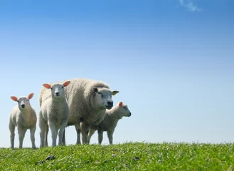 Crédence de cuisine en verre imprimé Moutons curious lambs in spring
