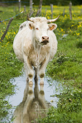 Elevage Charolais