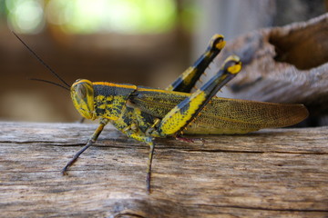 Camouflage Grasshopper
