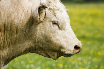 Elevage Charolais