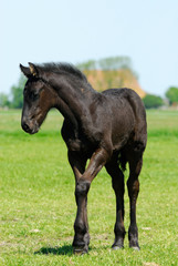 Obraz premium beautiful young horse