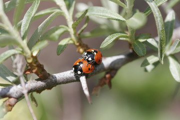 Marienkäfer