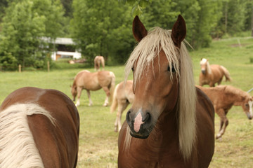 Obraz premium Haflinger