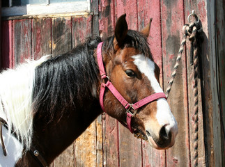 Brown horse tied to a barn