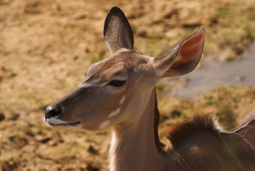 Greater Kudu