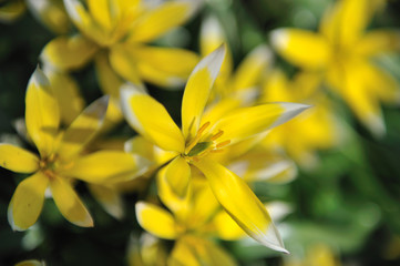 Spring flowers background texture