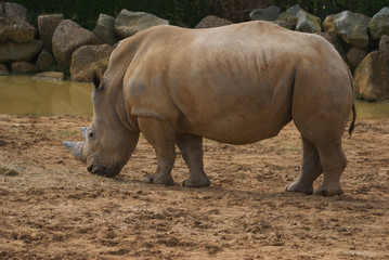 Fototapeta premium White Rhinoceros