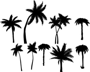 palm trees elements