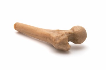 Piece of a bone