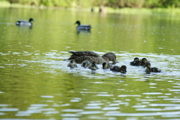 Duck and little ducklings