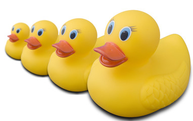 This is a stock photograph of A rubber duck