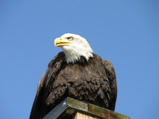 pygargue à tête blanche