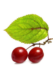 cerises