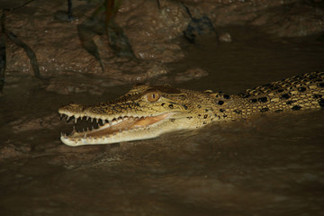 Baby Crocodile in river