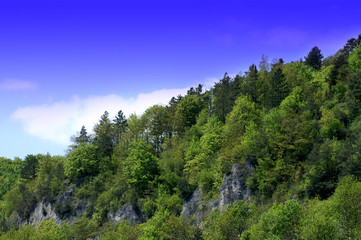 Wald 2