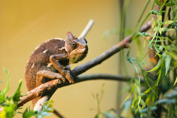 Caméléon
