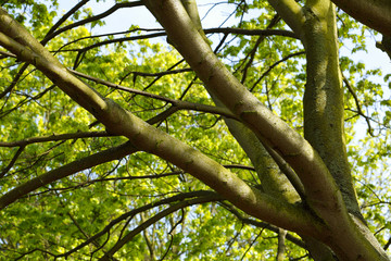 Branches d'arbre