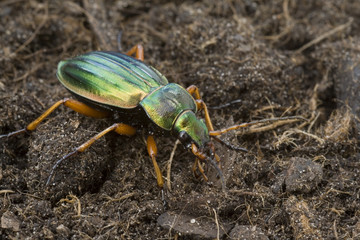 Carabus auratus