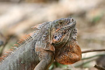 Tête d'iguane
