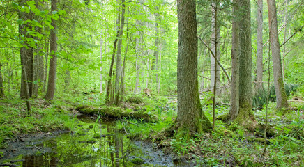Natural swampy forest at springtime