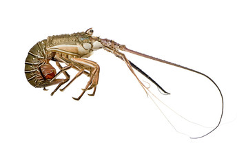 Spiny lobster - Palinuridae