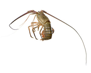 Spiny lobster - Palinuridae