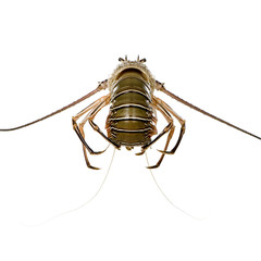 Spiny lobster - Palinuridae