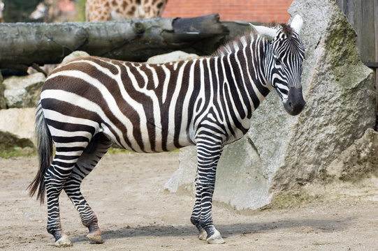 Fototapeta zebra