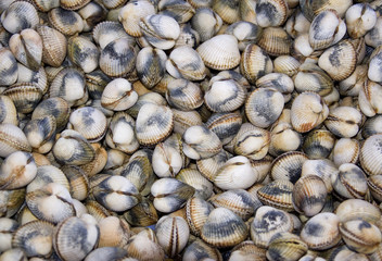 Coques de mer