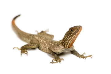 Agama lizard