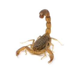 Scorpion - Hottentotta hottentotta