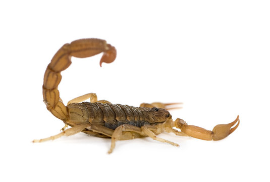 Scorpion - Hottentotta hottentotta
