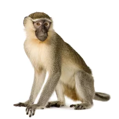 Door stickers Monkey Vervet Monkey - Chlorocebus pygerythrus