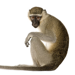 Vervet Monkey - Chlorocebus pygerythrus © Eric Isselée