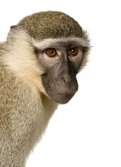 Papier Peint photo autocollant Singe Vervet Monkey - Chlorocebus pygerythrus