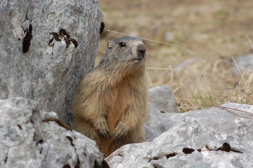 Marmotte de Alpes