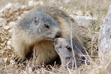 Couple de Marmottes