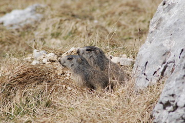 Marmotte du Vercors