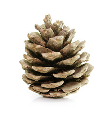 pine fir-tree cone isolated on white