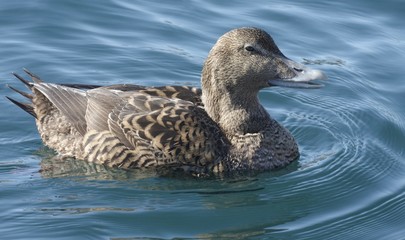 Female eider