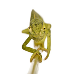 Chameleon Chamaeleo gracilis or dilepis